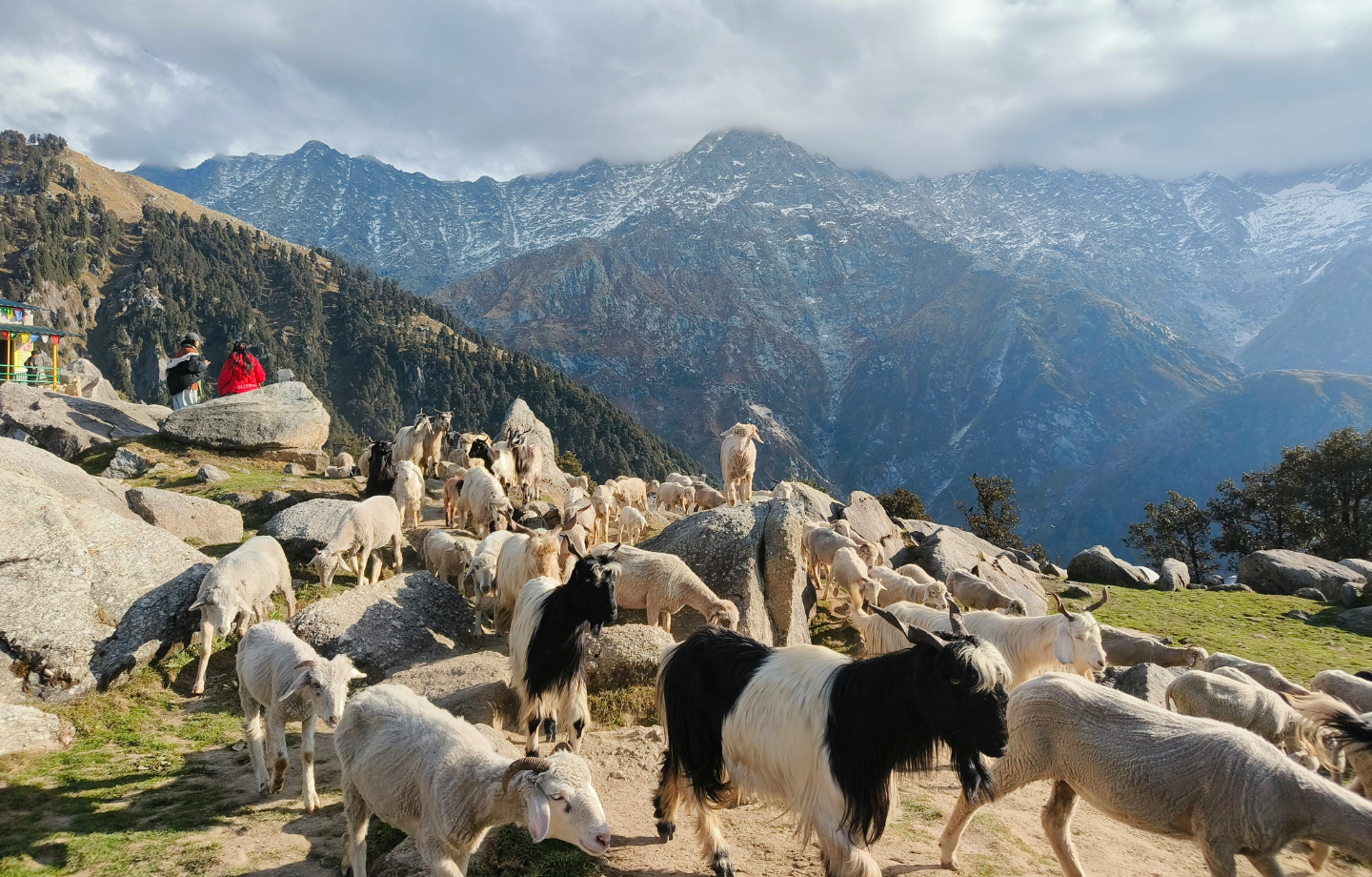 Himachal Tour Packages – Manali & Shimla Holiday Guide